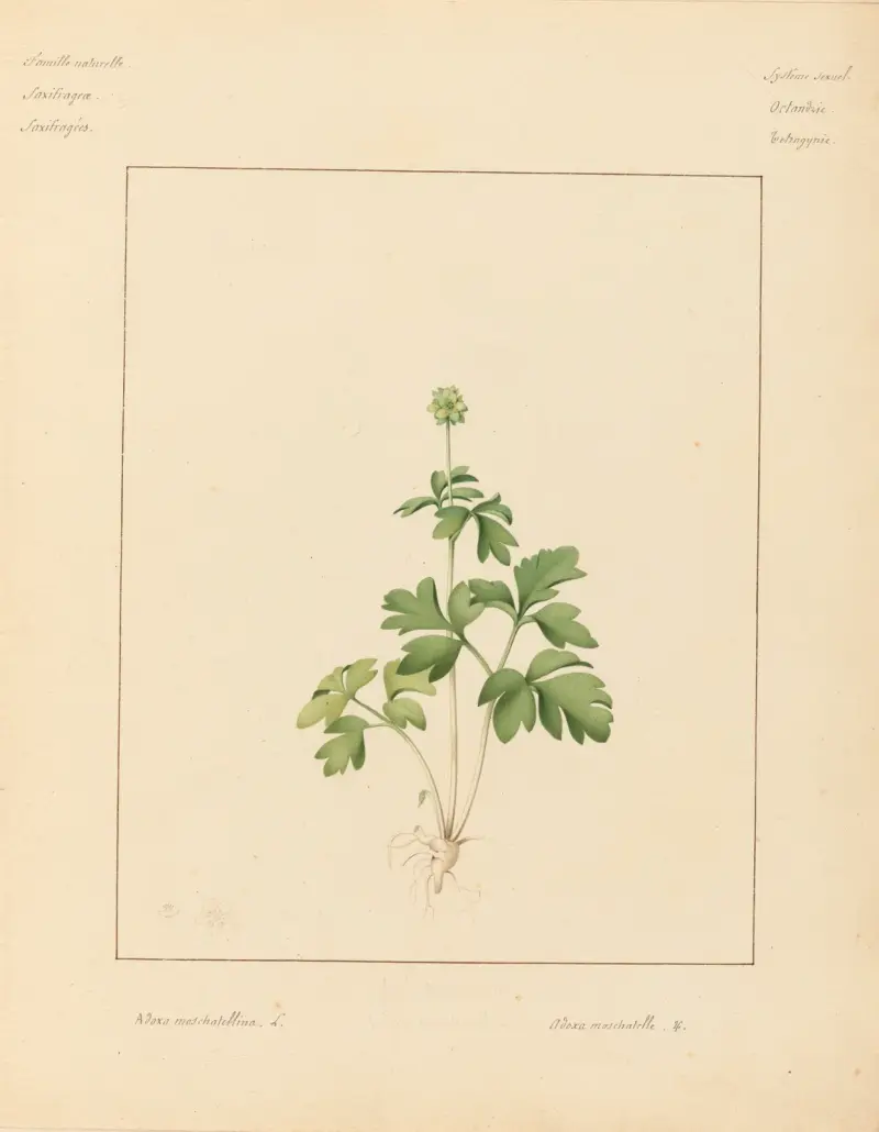 Plantes des environs de Paris Pl.002 av Pierre Jean François Turpin