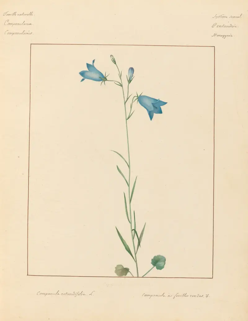 Pflanzen aus der Umgebung von Paris Taf. 013 von Pierre Jean François Turpin