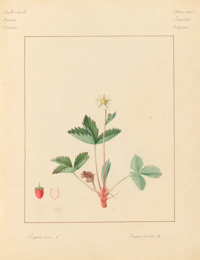 Växter från omgivningarna kring Paris, plansch 031 av Pierre Jean François Turpin
