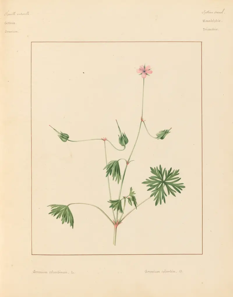 Pflanzen aus der Umgebung von Paris, Tafel 032 von Pierre Jean François Turpin