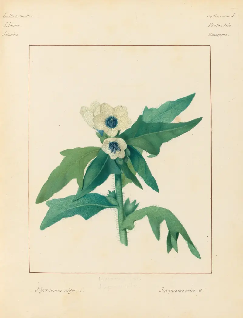 Växter från omgivningarna kring Paris, plansch 037 av Pierre Jean François Turpin
