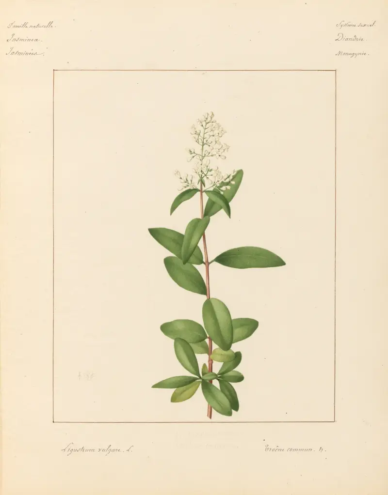 Pflanzen aus der Umgebung von Paris, Taf. 44 von Pierre Jean François Turpin