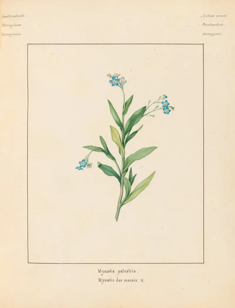 Växter från omgivningarna kring Paris, plansch 049 av Pierre Jean François Turpin