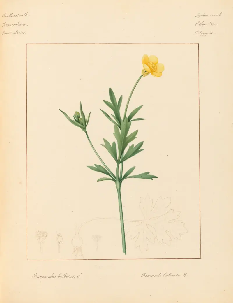 Växter från omgivningarna kring Paris, plansch 078 av Pierre Jean François Turpin