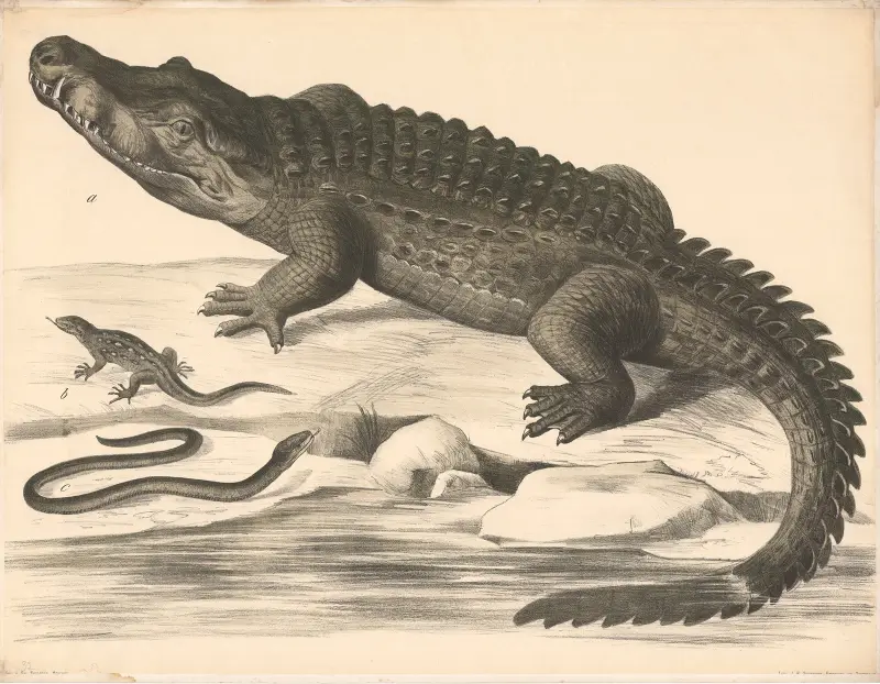 a Krokodýl (Crocodilus vulgaris) b Ještěrka (Lacerta agilis) c Slepýš (Anguis fragilis), Franz Engleder