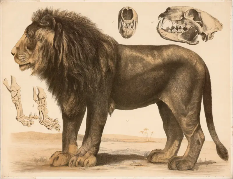 Lew (Felis leo) – przednia łapa, tylna łapa i czaszka, Franz Engleder