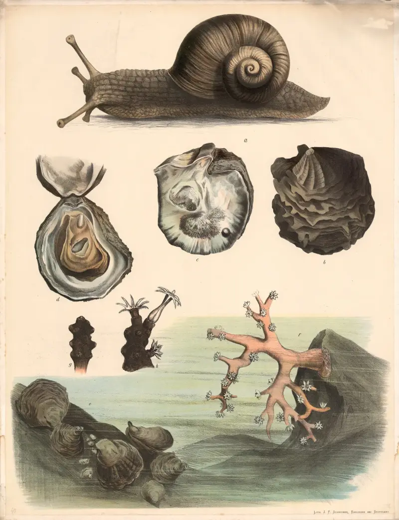 a. Vinbergssnäcka (Helix pomatia). b. Äkta pärlmussla (Meleagrina margaritifera), utsidan. c. Insidan av densamma. d. Ostron (Ostrea edulis) öppnat. e. Röd ädelkorall (Corallium rubrum). f. Ädelkorall med slutna polyper efter att de dragit sig tillbaka. g. Del av ett ädelkorallbestånd med ett helt och två delvis utfällda djur, utifrån. h. Detsamma i genomskärning. i. Kålfjäril (Pieris brassicae) kraftigt förstorad. j. Fjäril, k. Larv, l. Puppa. av Franz Engleder
