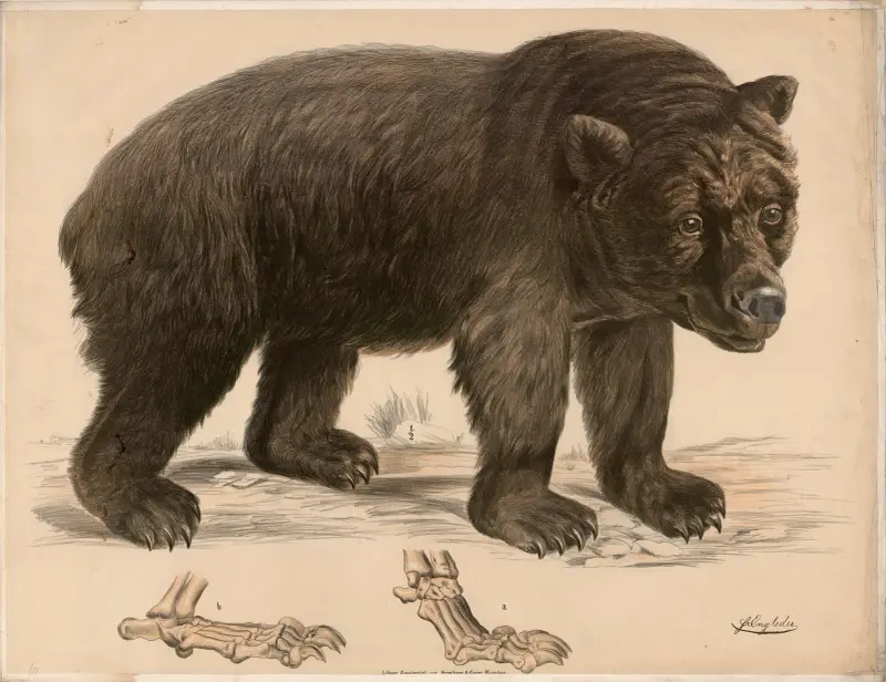 Brun björn (Ursus arctos) och dess fotskelett av Franz Engleder
