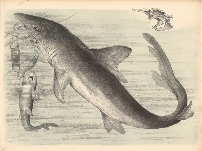 Rekin (Carcharias vulgaris), Franz Engleder