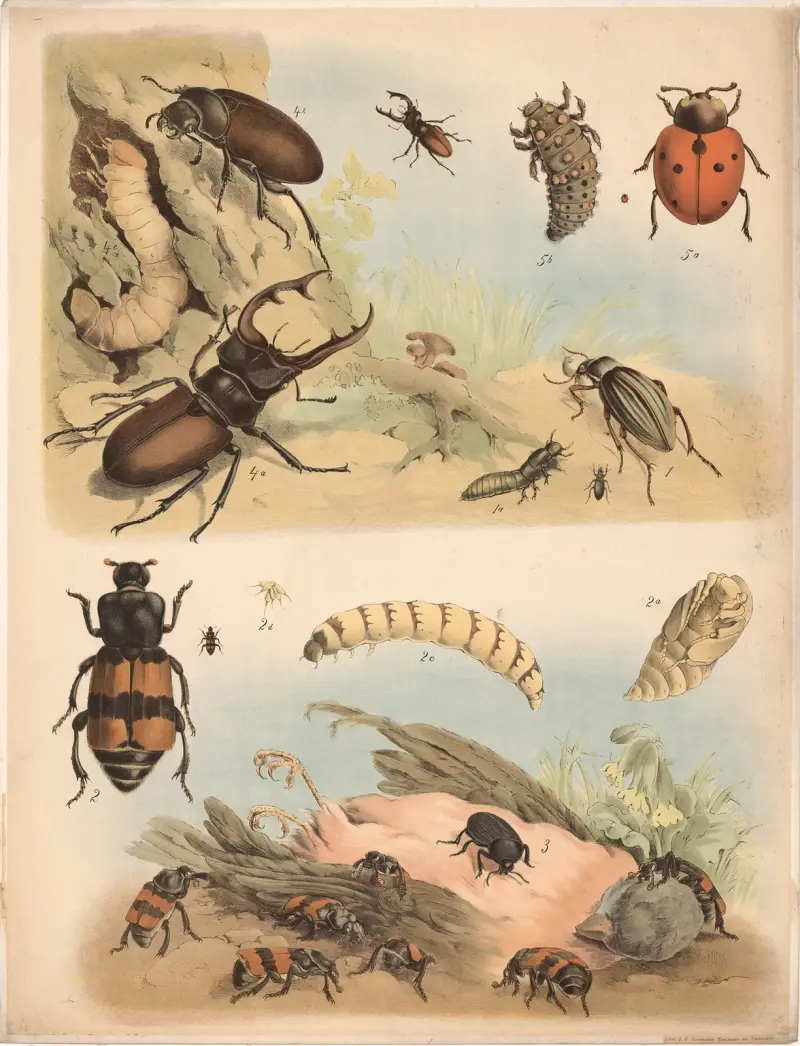 Goldlaufkäfer, Totengräber, Aaskäfer, Hirschkäfer: Männchen, Weibchen, Larve von Franz Engleder