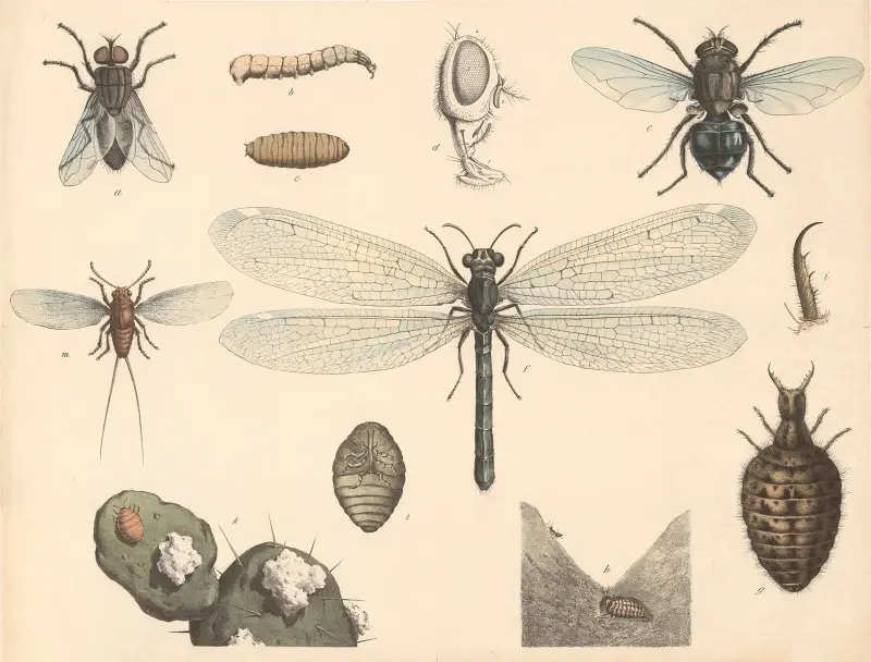 Stubenfliege, Schmeißfliege, Ameisenlöwe, Cochenilleschildlaus von Franz Engleder