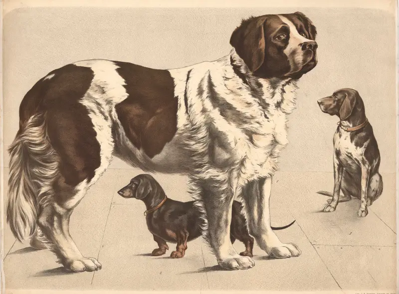 Hund (Canis familiaris), Bernhardiner, tax, fågelhund av Franz Engleder