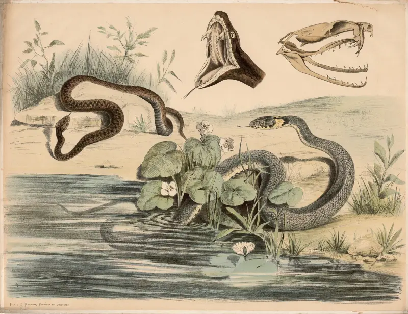Kreuzotter (Pelias berus), Ringelnatter (Tropidonotus natrix) – Schädel und geöffneter Rachen der ersteren von Franz Engleder