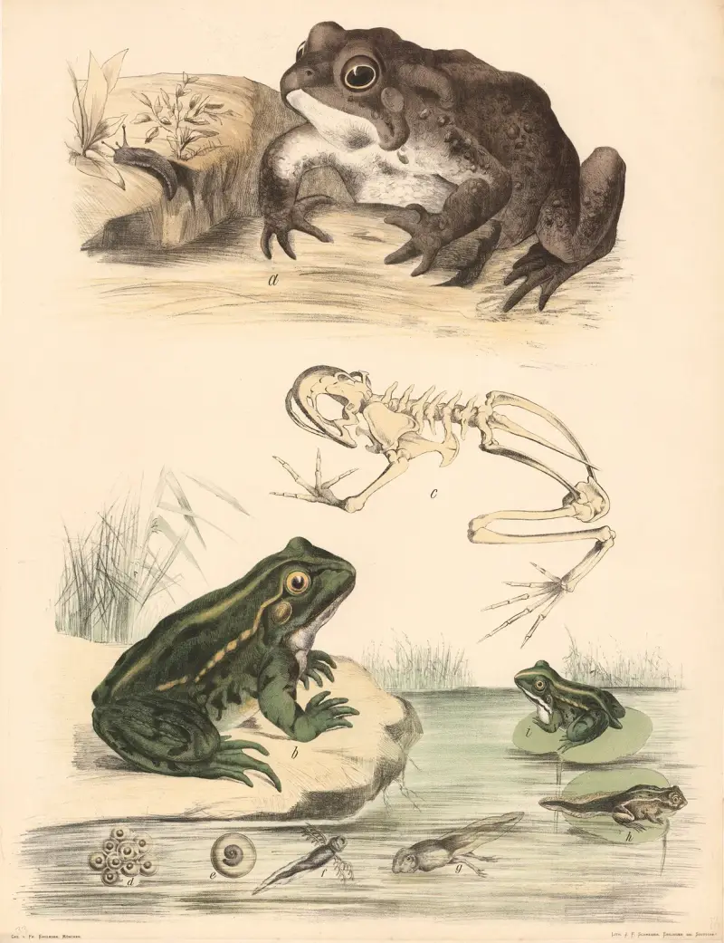 a. Padda (Bufo cinereus), b. groda (Rana esculenta), c. grodans skelett av Franz Engleder