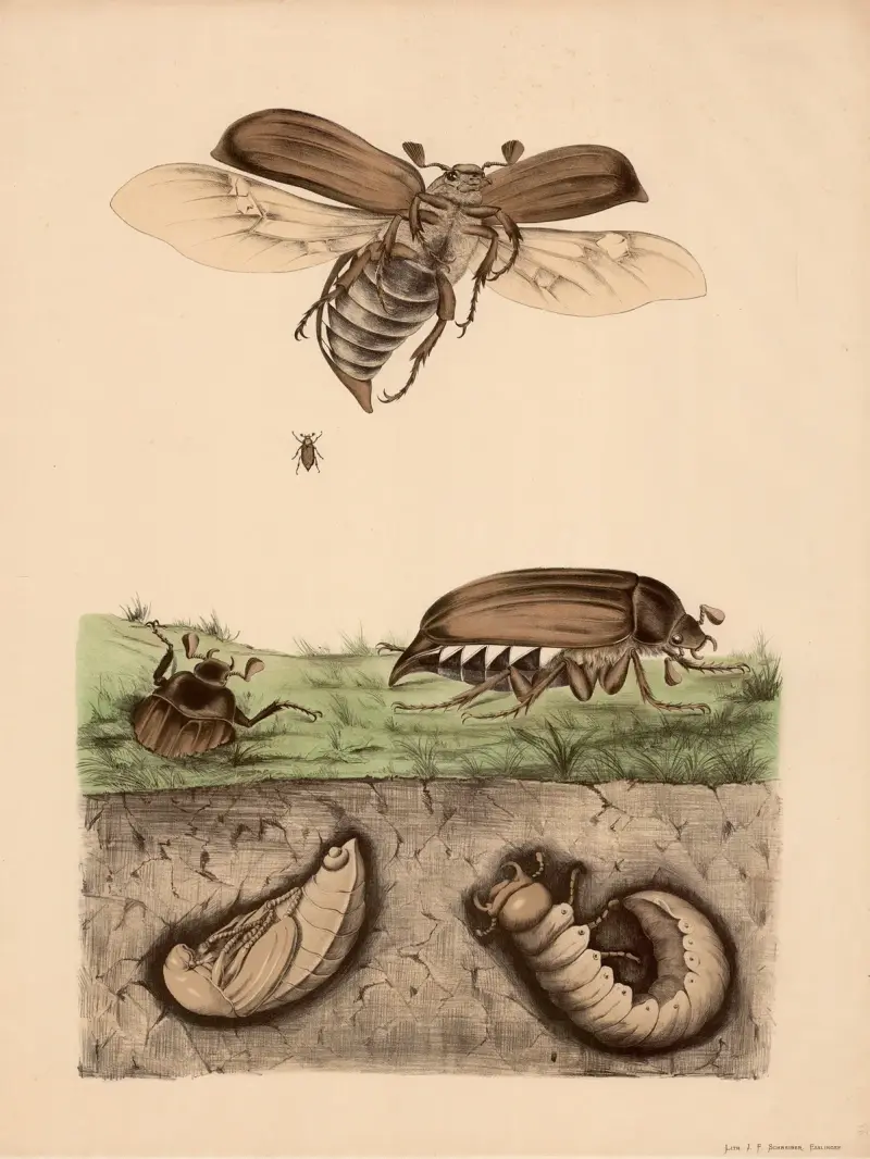 Majbagge (Melolontha vulgaris) och dess förvandling av Franz Engleder