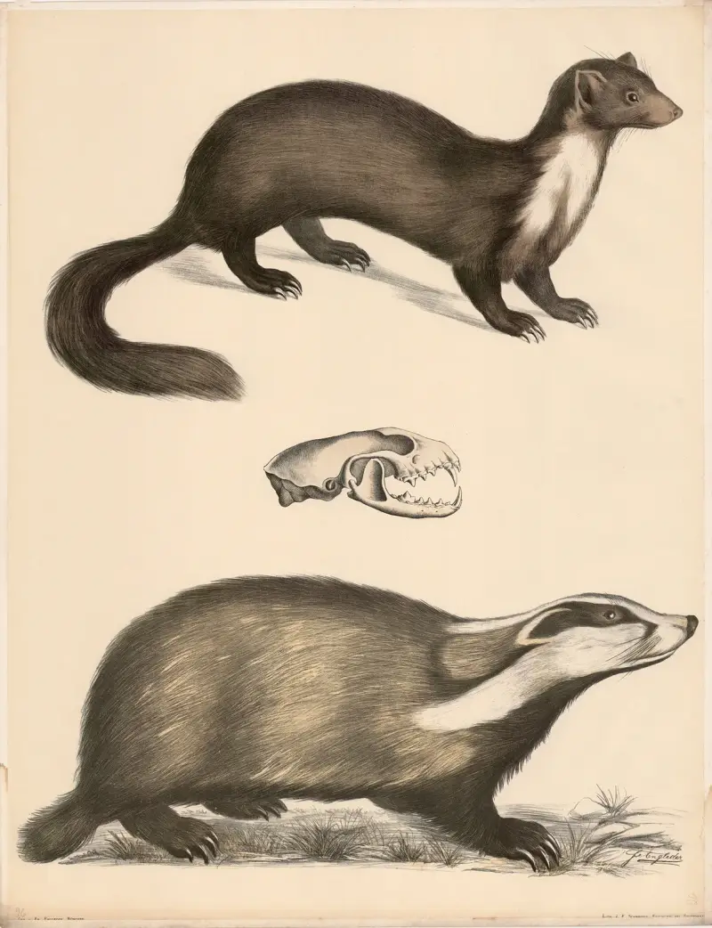 Mård (Mustela martes) i naturlig storlek, dess skalle, grävling (Meles vulgaris) av Franz Engleder