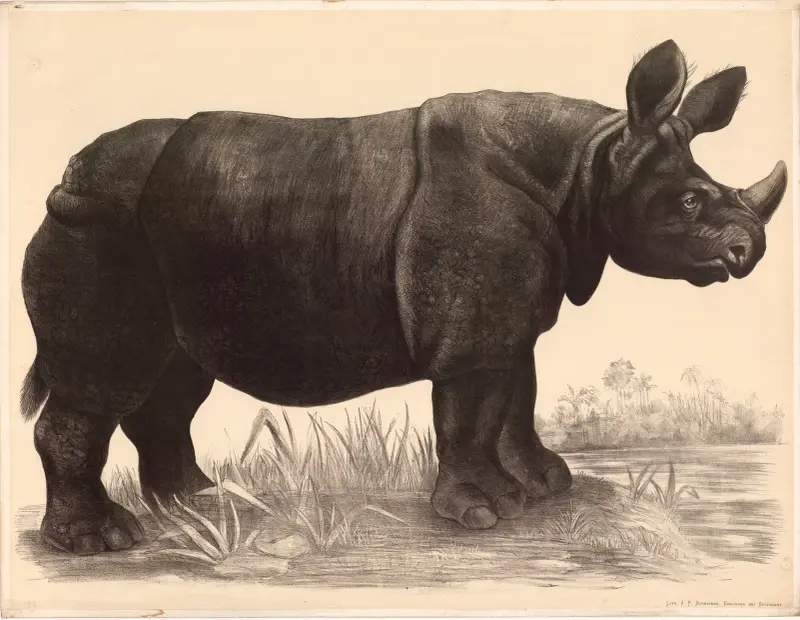 Nosorożec (Rhinoceros indicus), Franz Engleder
