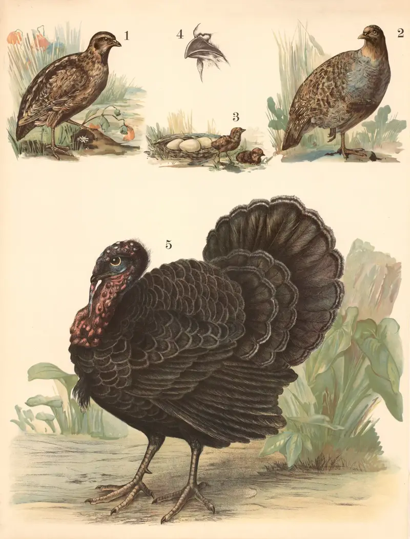 Quail, partridge, turkey av Franz Engleder