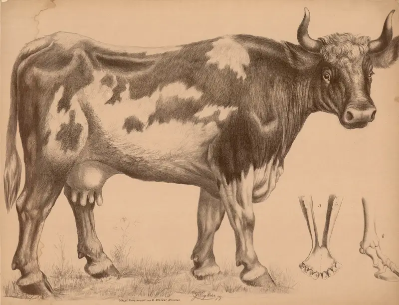 Rind (Bos taurus) (Kuh) a) Unterkiefer b) Fußskelett von Franz Engleder