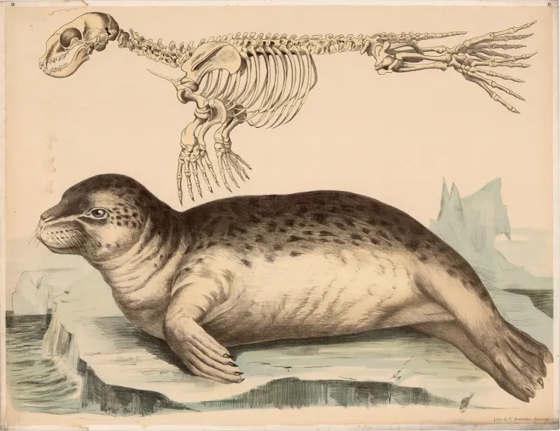 Knubbsäl (Phoca vitulina) och dess skelett av Franz Engleder