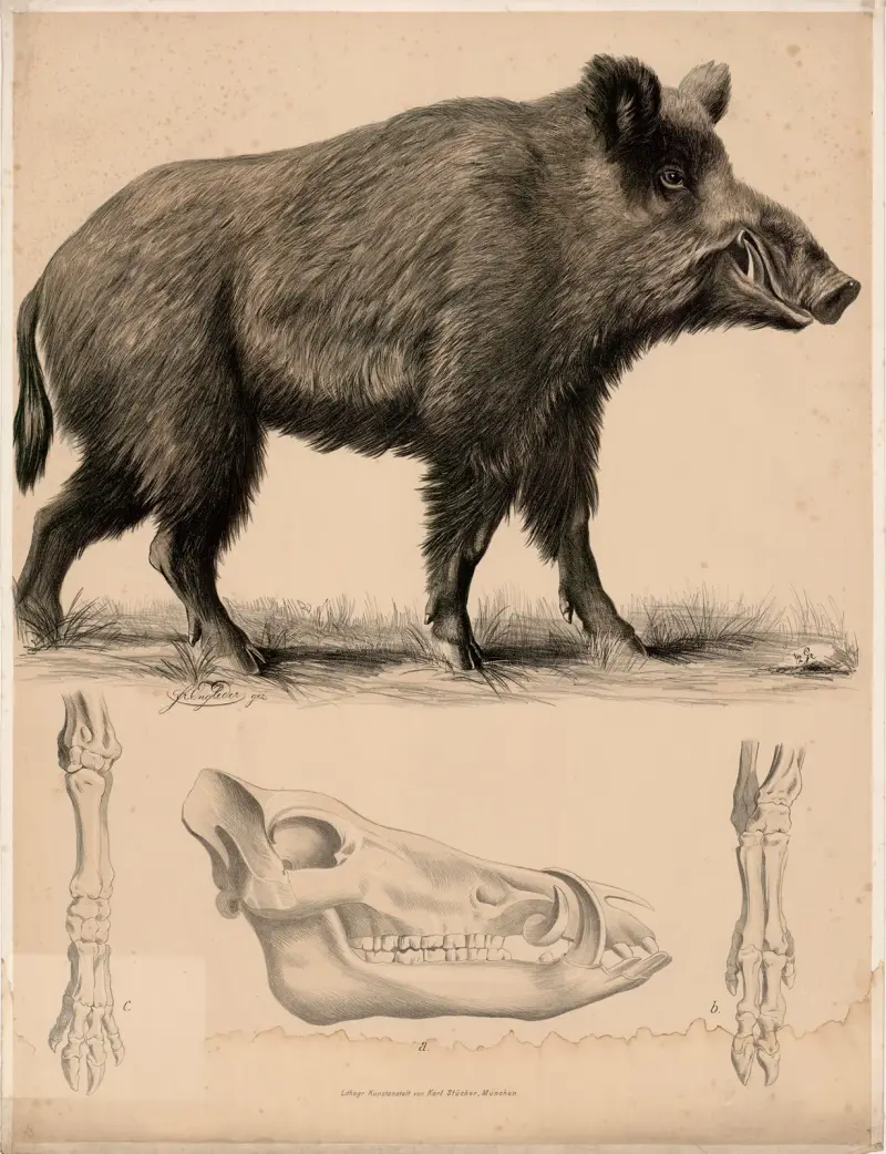 Vildsvin (Sus scrofa) a skalle, b främre fotens skelett, c bakre fotens skelett. av Franz Engleder