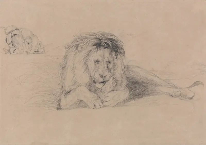 Studie av ett lejon och studie av ett lejoninnas huvud av John Frederick Lewis