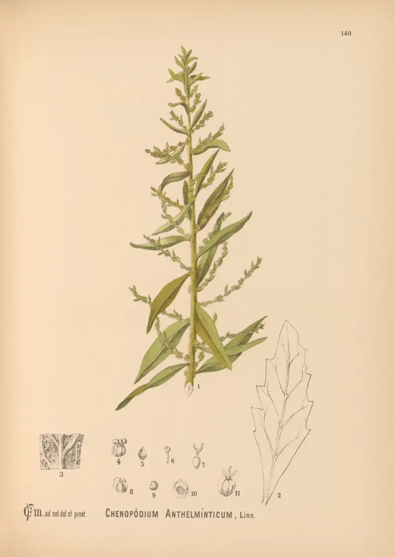 Medicinal Plants Pl.036 av Charles Frederick Millspaugh