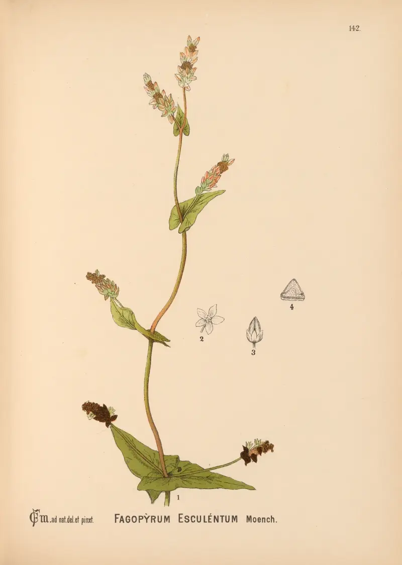 Medicinal Plants Pl.038 av Charles Frederick Millspaugh