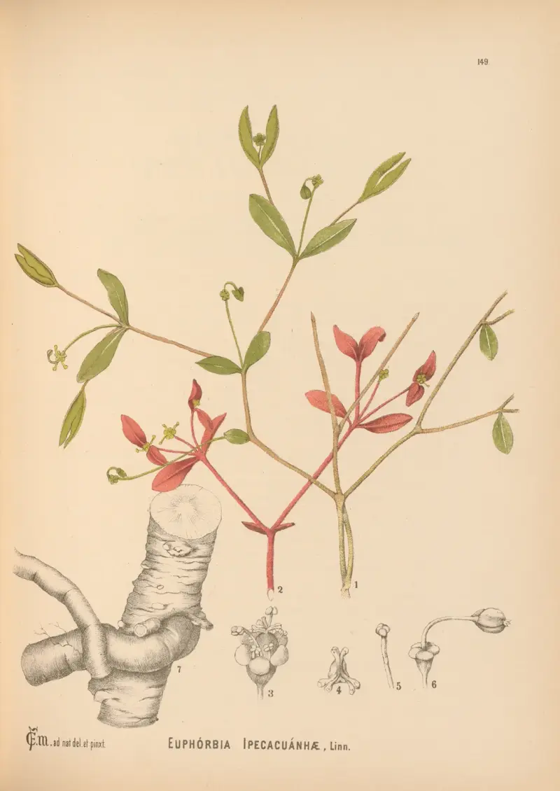 Léčivé rostliny, tabule 046, Charles Frederick Millspaugh