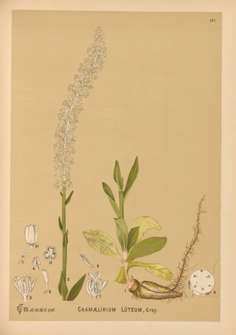 Medicinal Plants Pl.076 av Charles Frederick Millspaugh