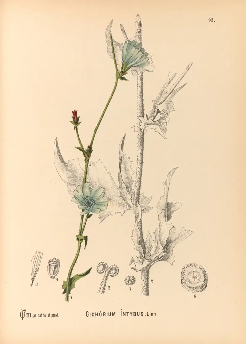 Medicinal Plants Pl.087 av Charles Frederick Millspaugh