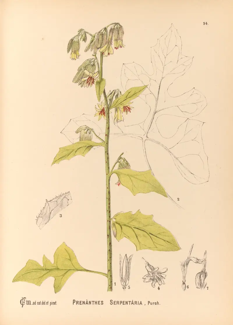 Medicinal Plants Pl.088 av Charles Frederick Millspaugh