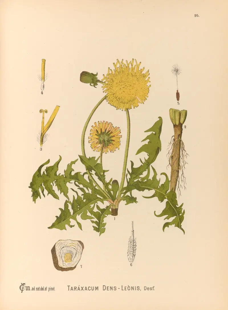 Medicinal Plants Pl.089 av Charles Frederick Millspaugh