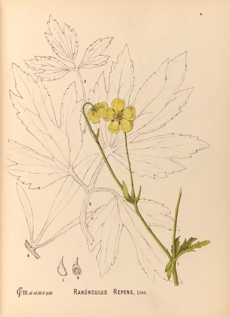 Medizinalpflanzen Pl.097 von Charles Frederick Millspaugh