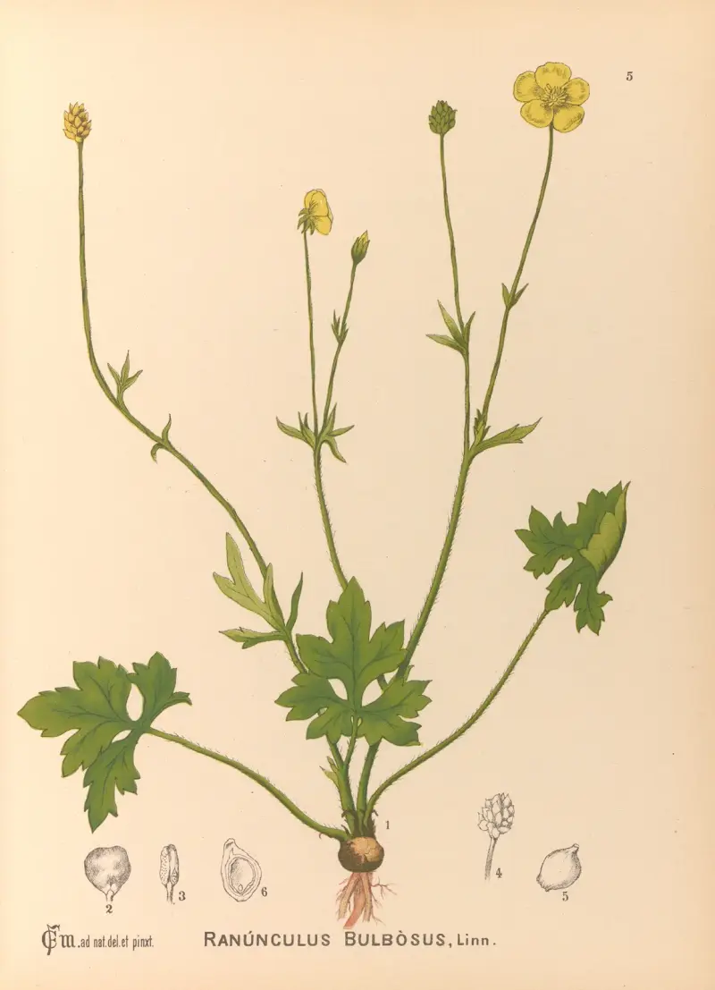 Medicinal Plants Pl.098 av Charles Frederick Millspaugh