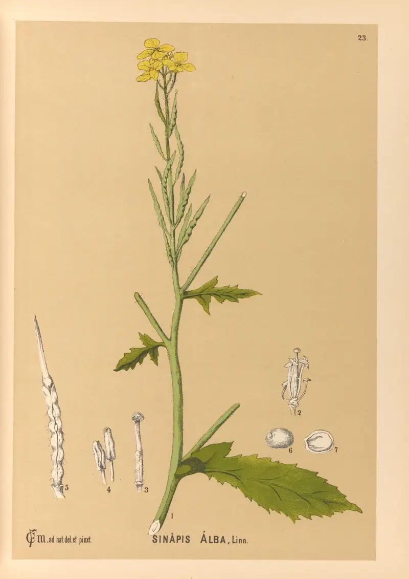 Heilpflanzen Tf. 116 von Charles Frederick Millspaugh