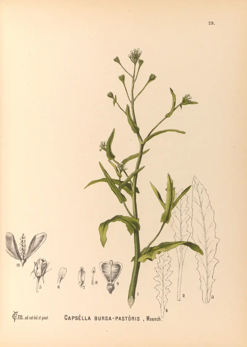 Medicinal Plants Pl.118 av Charles Frederick Millspaugh