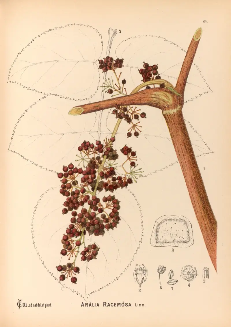 Medicinal Plants Pl.162 av Charles Frederick Millspaugh