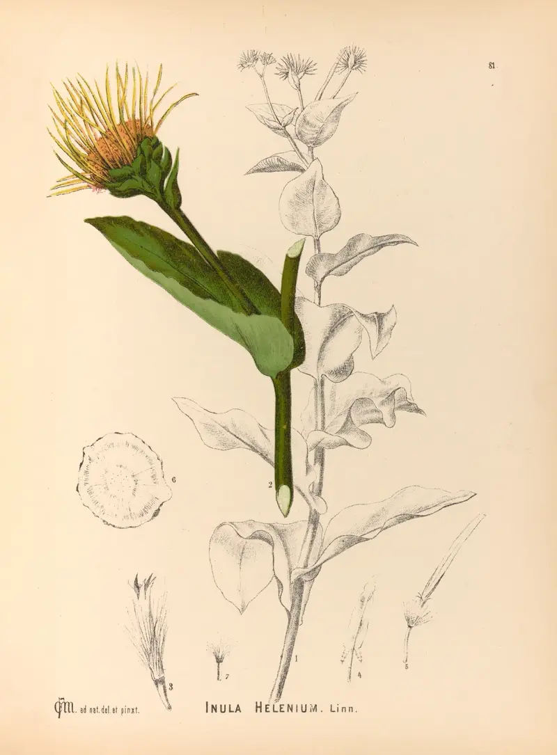 Medizinische Pflanzen Taf. 174 von Charles Frederick Millspaugh