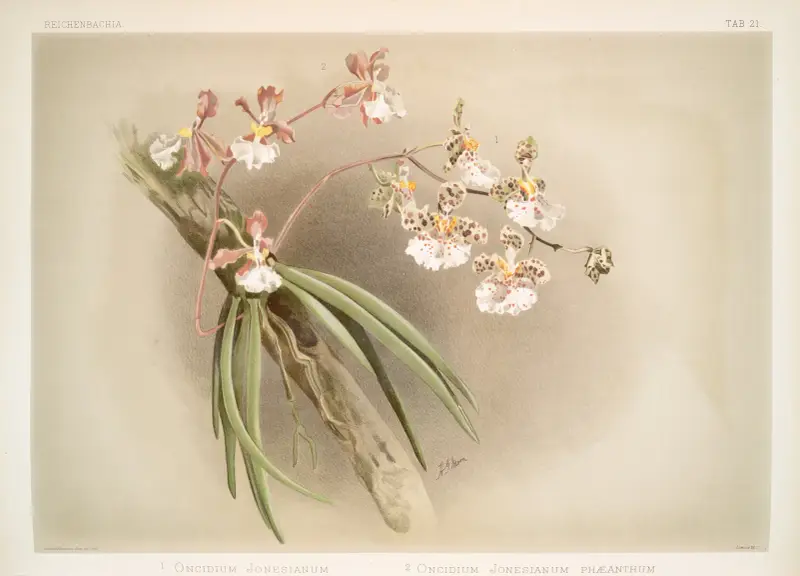 1. Oncidium jonesianum. 2. Oncidium jonesianum haeanthum. av Frederick Sander