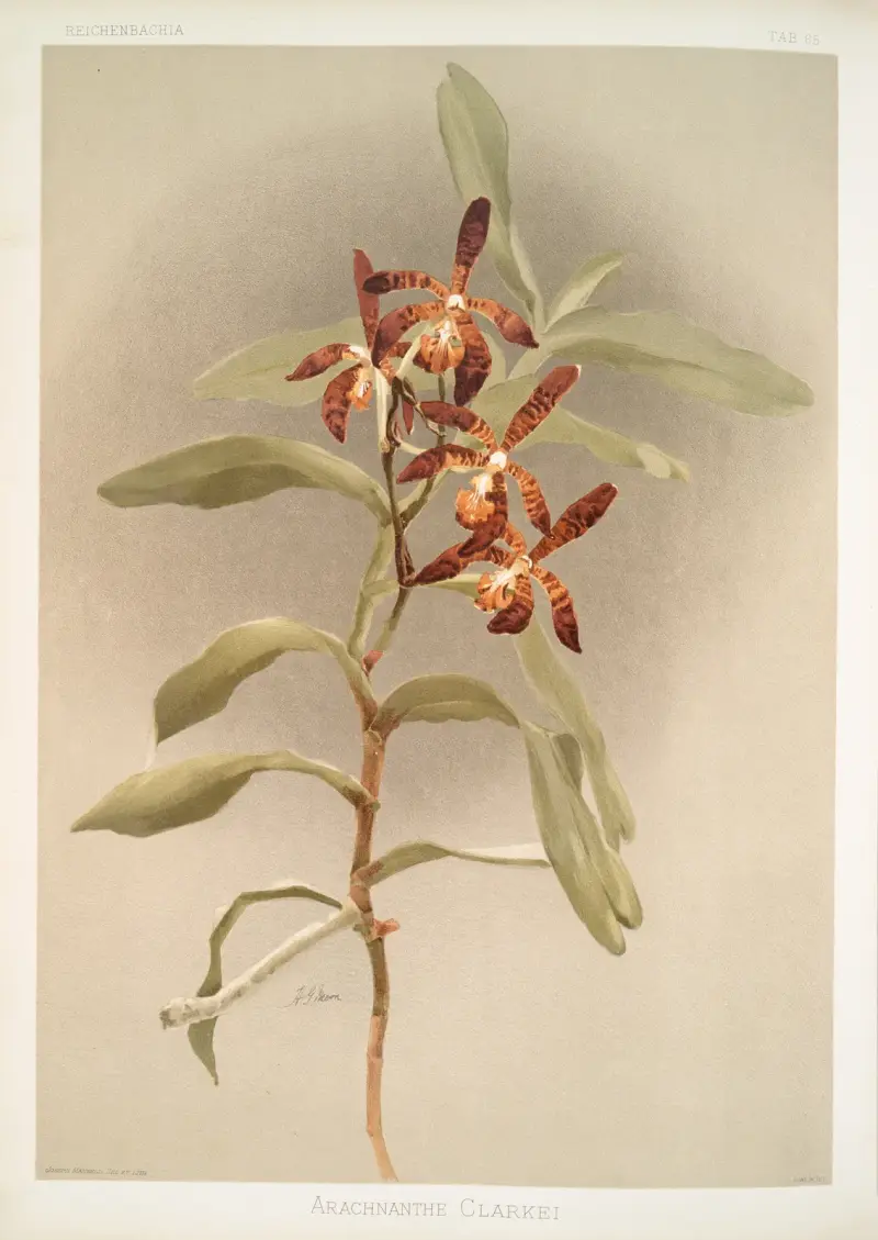 Arachnanthe clarkei von Frederick Sander