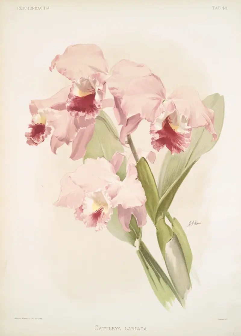 Cattleya labiata. av Frederick Sander