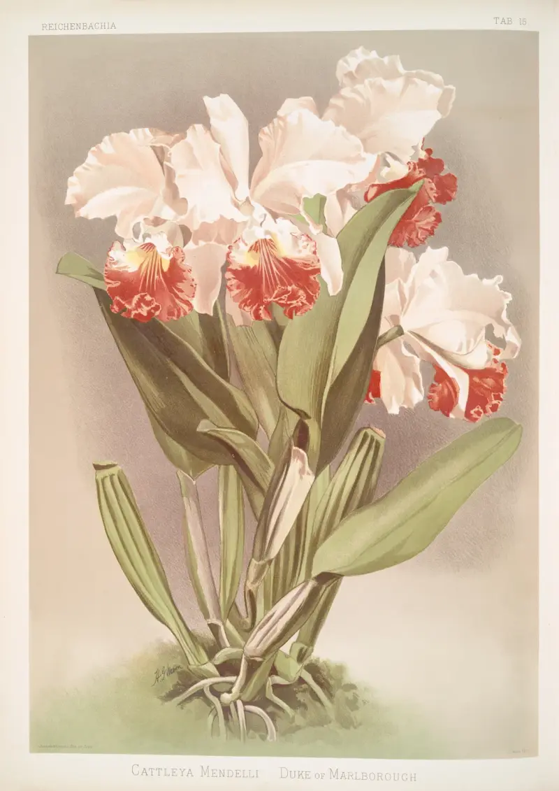Cattleya Mendelli, hertig av Marlborough av Frederick Sander