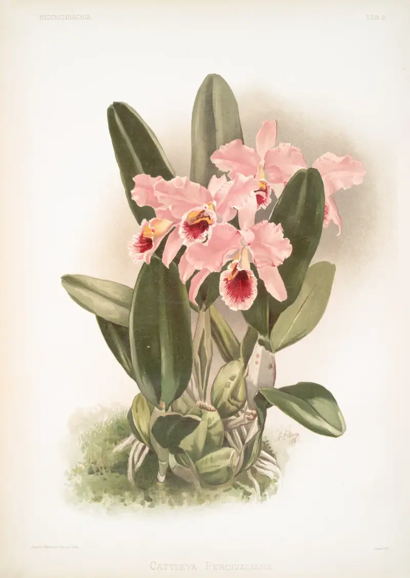 Cattleya Percivaliana., Frederick Sander