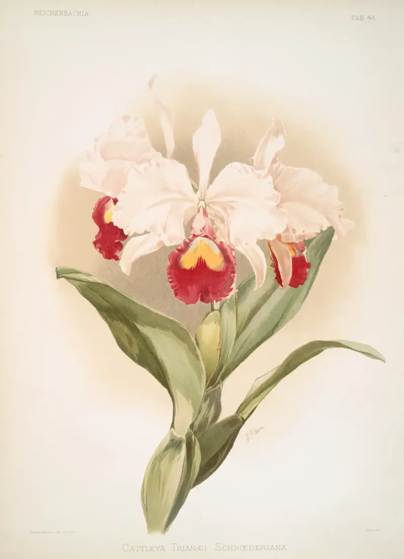 Cattleya trianaei schroederiana. av Frederick Sander