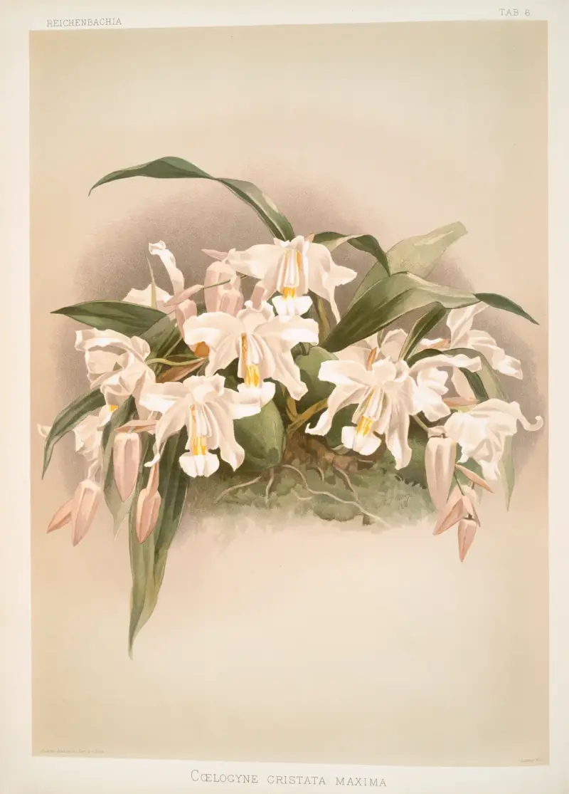 Coelogyne cristata maxima. av Frederick Sander