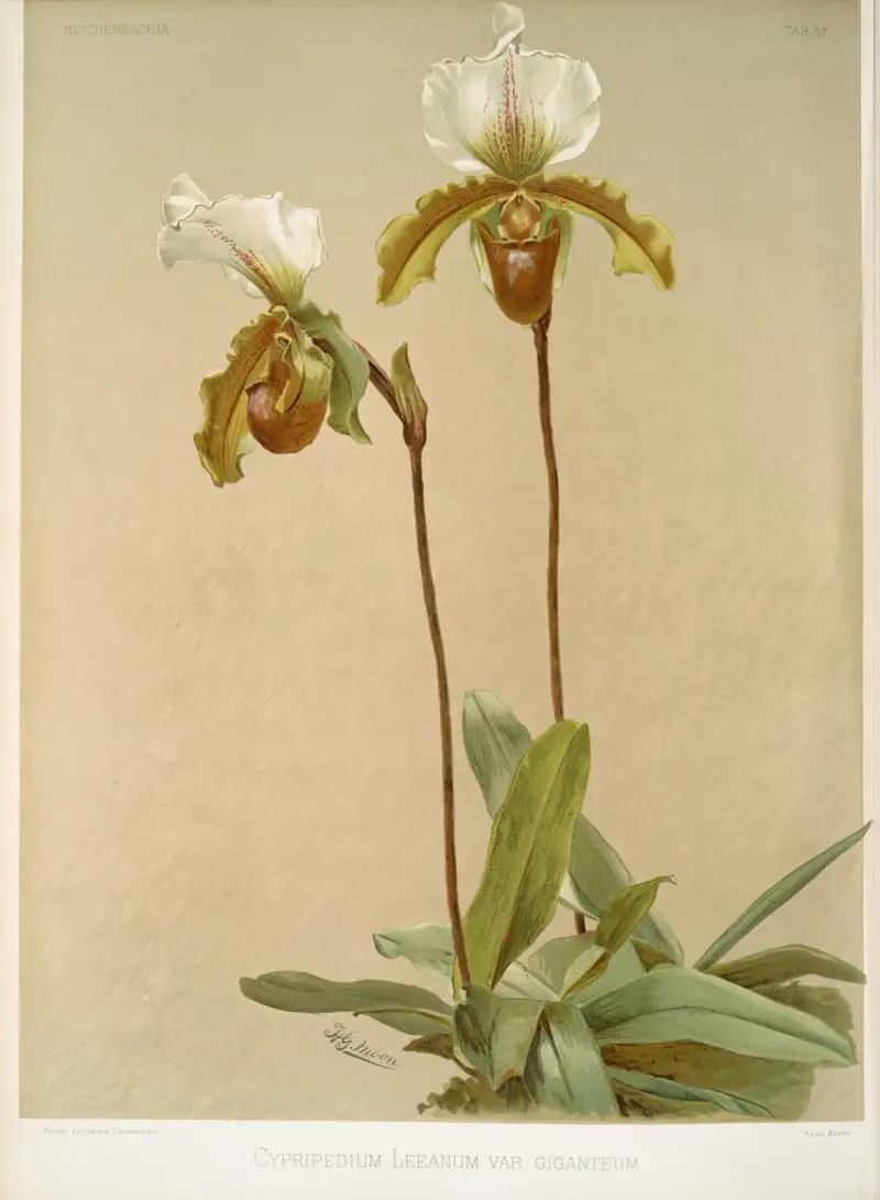 Cypripedium leeanum var. giganteum von Frederick Sander