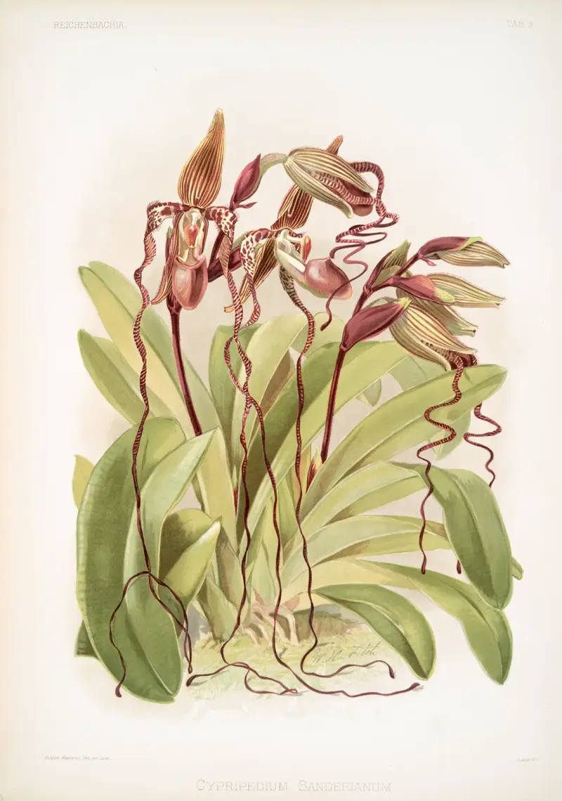 Cypripedium sanderianum von Frederick Sander