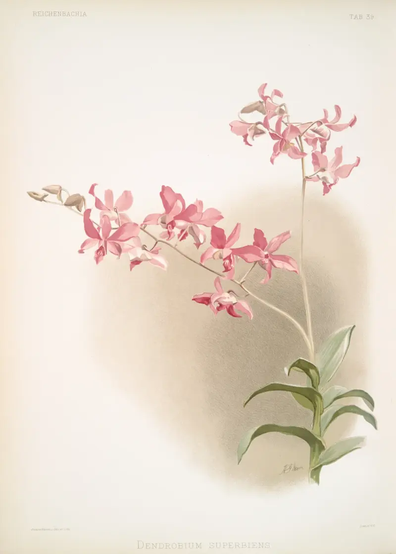 Dendrobium superbum. av Frederick Sander