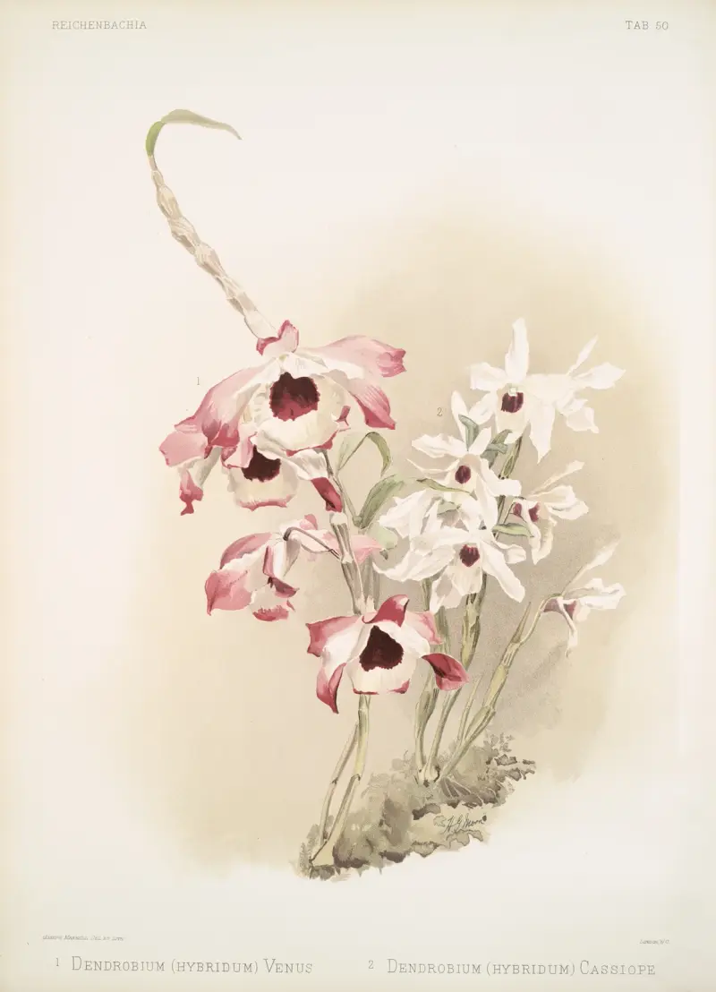 Dendrobium (hybridum) venus; Dendrobium (hybridum) cassiope. av Frederick Sander